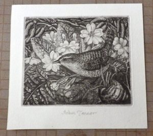 Robin Tanner etching wren & primroses